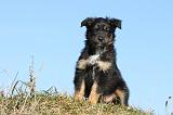 BERGER AUSTRALIEN PUPPIES 194
